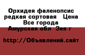 Орхидея фаленопсис редкая сортовая › Цена ­ 800 - Все города  »    . Амурская обл.,Зея г.